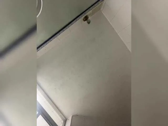 Freechat black-an on BongaCams