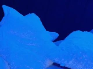 Offline danile_hensen on Flirt4Free