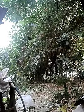 Private Hotty-rosni on StripChat